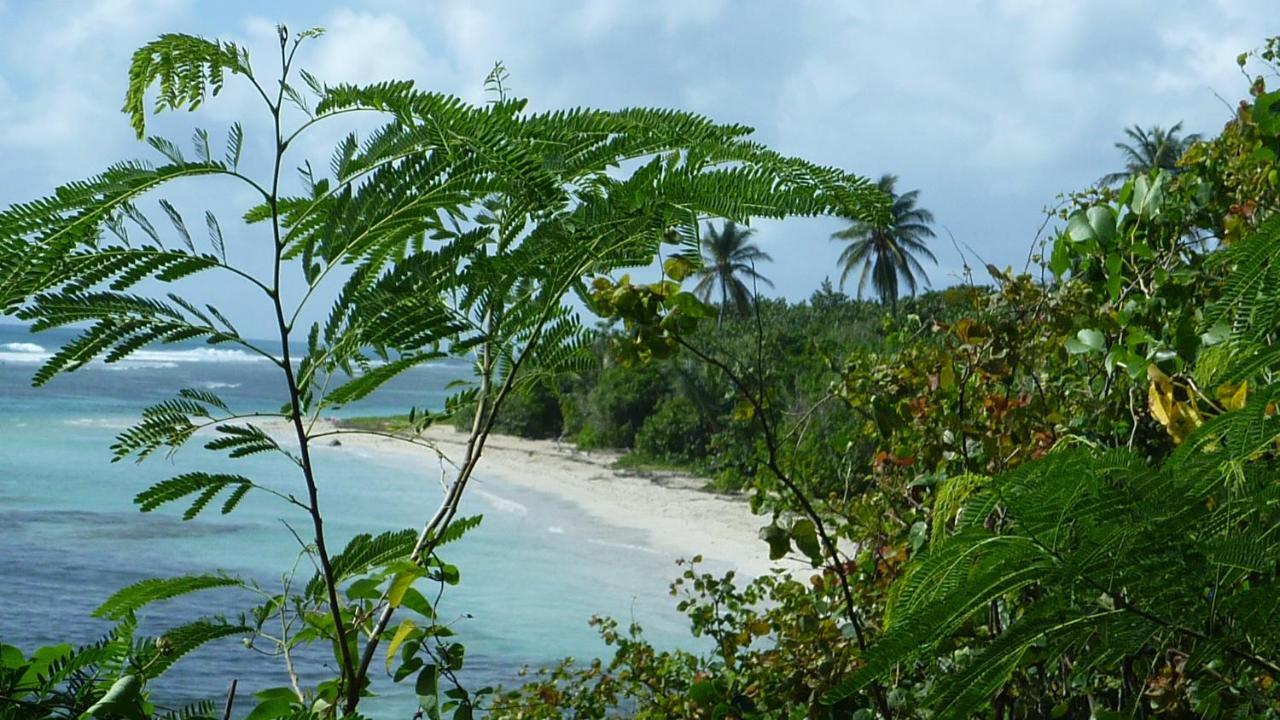 Surf Camp Kokoplaj, A 150M De La Plage Et Du Spot De Surf Sainte-Anne  Εξωτερικό φωτογραφία